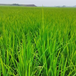 বিঘার পর বিঘা জমির ধানের পাতা সাদা-লাল! ভাইরাসের আতঙ্কে সর্বনাশ দেখছেন কৃষকরা, লাভ নিয়ে সংশয়