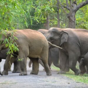 বক্সা-জলদাপাড়ায় হাতির সংখ্যা বৃদ্ধি! লোকালয়ে দল বেঁধে তাণ্ডব, ফসল নষ্ট হওয়ায় ক্ষুব্ধ গ্রামবাসীরা বক্সা-জলদাপাড়ায় হাতির সংখ্যা বৃদ্ধি! লোকালয়ে দল বেঁধে তাণ্ডব, ফসল নষ্ট হওয়ায় ক্ষুব্ধ গ্রামবাসীরা