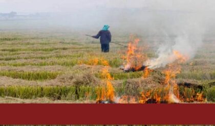 ঐতিহাসিক পদক্ষেপ হরিয়ানায়! এক টাকাও জরিমানা নয়, পানি পথে কেন বন্ধ হলো ‘পরালি’ পোড়ানো? জানুন কারণ!