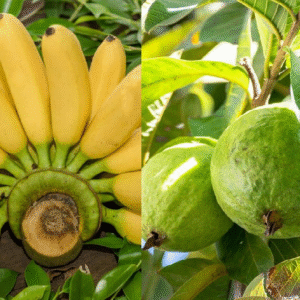 কলা বনাম পেয়ারা: কোন ফলটি আপনার স্বাস্থ্যের জন্য ভালো কাজ করবে জানুন কলা বনাম পেয়ারা: কোন ফলটি আপনার স্বাস্থ্যের জন্য ভালো কাজ করবে জানুন