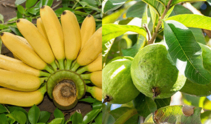 কলা বনাম পেয়ারা: কোন ফলটি আপনার স্বাস্থ্যের জন্য ভালো কাজ করবে জানুন কলা বনাম পেয়ারা: কোন ফলটি আপনার স্বাস্থ্যের জন্য ভালো কাজ করবে জানুন