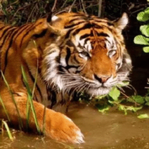 মৃত্যুভয় নিয়ে গাছে! নাছোড় বাঘের আক্রমণে গুরুতর আহত কৃষক, মহীশূরে বন দফতরের চরম অবহেলায় ক্ষোভ মৃত্যুভয় নিয়ে গাছে! নাছোড় বাঘের আক্রমণে গুরুতর আহত কৃষক, মহীশূরে বন দফতরের চরম অবহেলায় ক্ষোভ