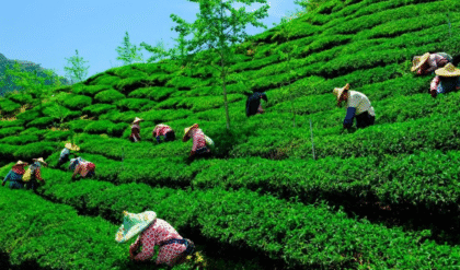 পিএফ জমা না দেওয়ায় আলিপুরদুয়ারের পাটকাপাড়া চা-বাগান কর্তৃপক্ষের বিরুদ্ধে FIR; আইনি পদক্ষেপেই উদ্ধার হচ্ছে কোটি কোটি টাকা