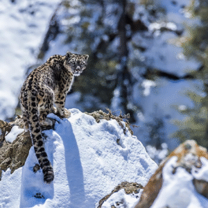 পাহাড়ি ভূত! বরফের খাঁজে থাকা সেই ‘স্নো লেপার্ড’-এর সংখ্যাবৃদ্ধি, মাত্র ৪ বছরে কতজন বাড়ল জানেন? পাহাড়ি ভূত! বরফের খাঁজে থাকা সেই ‘স্নো লেপার্ড’-এর সংখ্যাবৃদ্ধি, মাত্র ৪ বছরে কতজন বাড়ল জানেন?