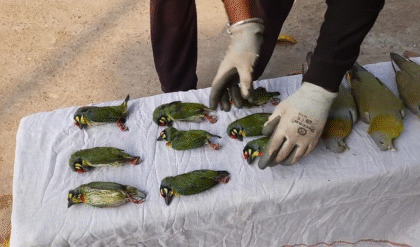 পশ্চিম মেদিনীপুরে বটগাছের নিচে সারি সারি মৃত পাখি! বিষক্রিয়ার অভিযোগ, তদন্তে বন দফতর!