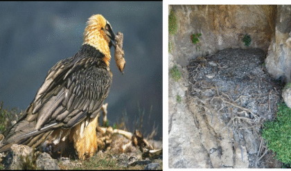 ৭০০ বছর ধরে গোপন ছিল ইতিহাস! দুর্গম পাহাড়ের শকুনের বাসায় মিলল মধ্যযুগীয় মানুষের ব্যবহৃত ‘গুপ্তধন