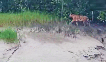 শব্দবাজির তাণ্ডবে পিছু হটল বাঘ! কুলতলির কিশোরীমোহন এলাকা থেকে অবশেষে গভীর জঙ্গলে ফিরল রয়্যাল বেঙ্গল টাইগার