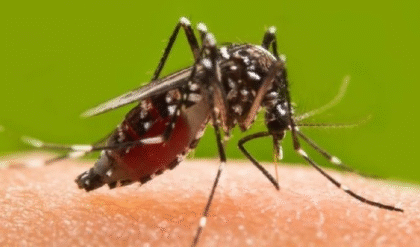 উৎসব শেষে রাজ্যে ডেঙ্গি সংক্রমণ বৃদ্ধি, উত্তর ২৪ পরগনা শীর্ষে, ছয় জেলায় আক্রান্তের সংখ্যা প্রায় ৮,৭০০