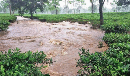 ‘স্থায়ী বাঁধ না হলে সর্বনাশ’, চা উৎপাদন বন্ধের মুখে! তোর্ষা নদীর জলে ভাসছে সুভাষিনি চা বাগান, চিন্তায় শ্রমিকরা