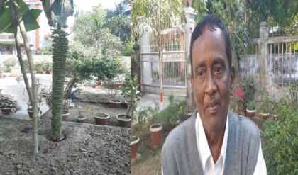 অবিশ্বাস্য! গাছের চেয়েও বড় কলার কাঁদি—৭ ফুট উচ্চতা! নদীয়ায় ‘ভূমি চুম্বন হাজারি কলা’ দেখতে ভিড়