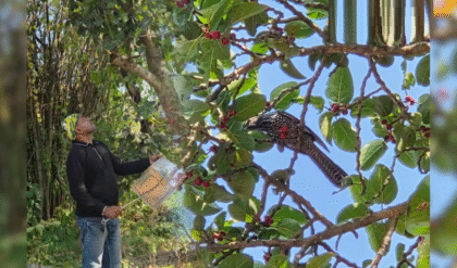 প্রাচীন বটগাছের নীচে সারি সারি মৃতদেহ, পাখিদের বাঁচাতে তৎপর বন দফতর, বিষ প্রয়োগের সন্দেহে বাড়ছে চাঞ্চল্য