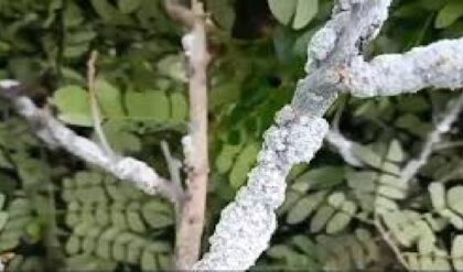 গাছের গায়ে রঙের ‘খনি’! শিশু-শিরিশ গাছের ছত্রাক থেকে তৈরি হচ্ছে পরিবেশবান্ধব ভেষজ রঙ, হাবরায় চলছে সংগ্রহ