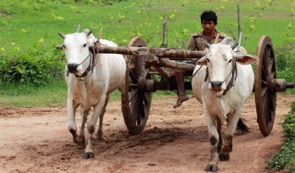 ট্রাক্টরের যুগেও চন্দ্রকোনার রাস্তায় ‘রাজা’ গরুর গাড়ি! আধুনিকতার ভিড়ে কীভাবে বেঁচে আছে গ্রামবাংলার এই ঐতিহ্য?