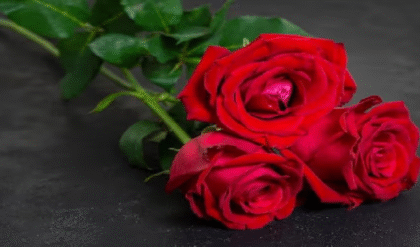 গোলাপ ফুল যেমন সুন্দর তেমন উপকারী, কি কি কাজে লাগে দেখুন