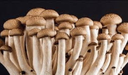কেন আপনার ডায়েটে রোজ মাশরুম থাকা জরুরি? ৫টি অবিশ্বাস্য স্বাস্থ্য উপকারিতা!