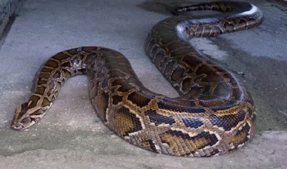 ৫ মিটার লম্বা অজগর! বাথরুমের সিলিং ভেঙে পড়তেই উঁকি দিল বিশাল সাপ, মালয়েশিয়ায় ভাইরাল ভিডিও দেখে কাঁপুনি ধরল নেটিজেনদের