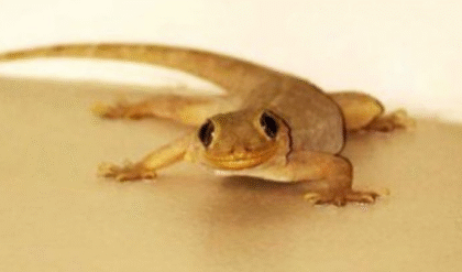 বাড়ির দেওয়ালে টিকটিকির উপদ্রব? এই ঘরোয়া টিপস শিখেনিন ঝটপট