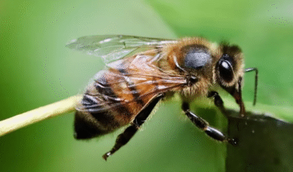 মৌমাছি হুল ফোটানোর পর ত্বককে সুরক্ষিত রাখবেন যেভাবে