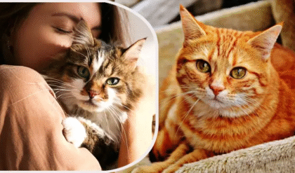 বিড়াল পোষলে পাবেন যা, জানুন কীভাবে উপকার পেতে পারেন!