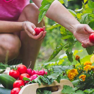 পকেটের টাকা খরচ না করেই বাগান হবে ফুলে-ফলে ভরপুর! জেনে নিন বাম্পার ফলনের আসল ‘সিক্রেট’