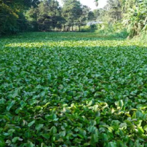 কচুরিপানা সরাতেই চক্ষু চড়কগাছ! হাওড়ায় ডোবা থেকে উদ্ধার পচাগলা দেহ, খুনের আতঙ্ক শ্যামচকে