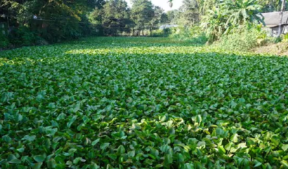 কচুরিপানা সরাতেই চক্ষু চড়কগাছ! হাওড়ায় ডোবা থেকে উদ্ধার পচাগলা দেহ, খুনের আতঙ্ক শ্যামচকে