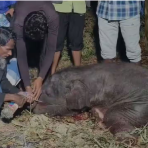 অসমের রেলপথে হাহাকার! দ্রুতগতিসম্পন্ন রাজধানীর ধাক্কায় মৃত ৭ গজরাজ, লাইনচ্যুত ৫ কামরা