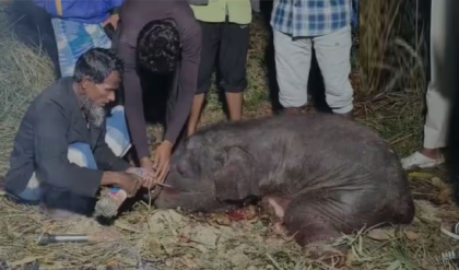 অসমের রেলপথে হাহাকার! দ্রুতগতিসম্পন্ন রাজধানীর ধাক্কায় মৃত ৭ গজরাজ, লাইনচ্যুত ৫ কামরা