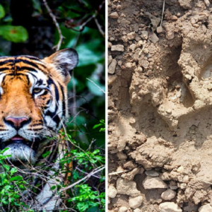 বাঘ না কি বাঘরোল? জঙ্গলমহলে পায়ের ছাপ সংগ্রহ করল বন দফতর, আতঙ্কে কাঁটা গ্রামবাসী