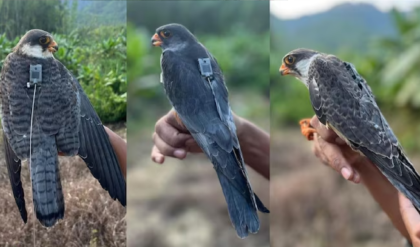 ৫০০০ কিমি পথ পেরিয়ে তাক লাগাল ‘আপাপাং-আলাং-আহু’, খুদে পাখিদের কীর্তিতে স্তম্ভিত বিশ্ব।