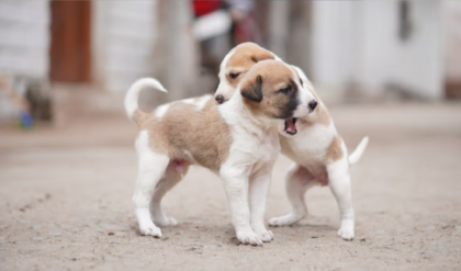 নিষ্পাপ ৫ ছানার কী অপরাধ ছিল? আগুনের লেলিহান শিখায় শেষ অবলা প্রাণ! খুনিদের খোঁজে পুলিশ!