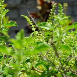 তুলসী গাছে হঠাৎ এই ৫ লক্ষণ দেখছেন? বুঝবেন দেবী লক্ষ্মী আপনার বাড়িতে আসছেন!