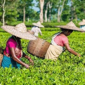 অস্তিত্ব সঙ্কটে উত্তরবঙ্গের চা-শিল্প! রিপ্লান্টিং-এর ৪০০ কোটি টাকা বকেয়া, শ্রমিক ছাঁটাইয়ের আশঙ্কা