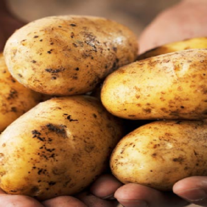 আলু ফ্রিজে রাখলে কেন ক্যান্সার ঝুঁকি বাড়ে? অ্যাক্রিলামাইড রাসায়নিক নিয়ে যা বলছে আন্তর্জাতিক গবেষণা!