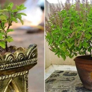 বিশেষ: তুলসী তলায় ভুলেও এই ৩টি কাজ করবেন না! সংসারে নেমে আসতে পারে ঘোর অমঙ্গল