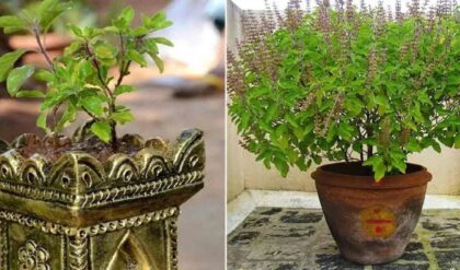 বিশেষ: তুলসী তলায় ভুলেও এই ৩টি কাজ করবেন না! সংসারে নেমে আসতে পারে ঘোর অমঙ্গল