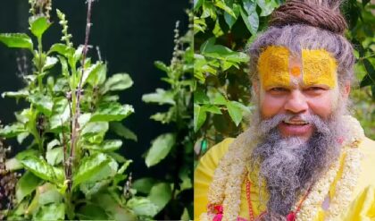 অসংখ্য তুলসী চারা রয়েছে বাড়িতে? প্রেমানন্দ মহারাজের এই পরামর্শে দূর হবে সব বাধা