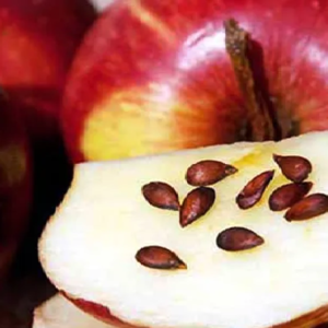 আপেলের বীজে লুকিয়ে আছে মারাত্মক বিষ, ভুল করে চিবিয়ে খেলে কী বিপদ হতে পারে?