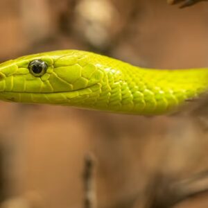 OMG! সাপুড়ে ভাড়া করে বাবাকে খুনের ছক, পুলিশের জালে ৬ জন