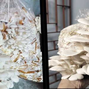 ঝাড়গ্রাম সংশোধনাগারে আলোর দিশা, মাশরুম চাষের প্রশিক্ষণ নিয়ে স্বনির্ভরতার পথে আবাসিকরা