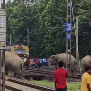 বক্সা জঙ্গলে মানবিক উদ্যোগ, লোকো-পাইলটের তৎপরতায় শাবকসহ হাতির দলকে রক্ষা করল রেল
