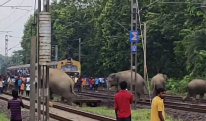 বক্সা জঙ্গলে মানবিক উদ্যোগ, লোকো-পাইলটের তৎপরতায় শাবকসহ হাতির দলকে রক্ষা করল রেল