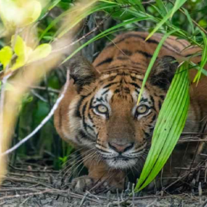 শীতের মরশুমে সুন্দরবনের নদীতে রয়্যাল বেঙ্গল টাইগার, দুর্লভ দৃশ্যের সাক্ষী বারুইপুরের পর্যটকদের দল