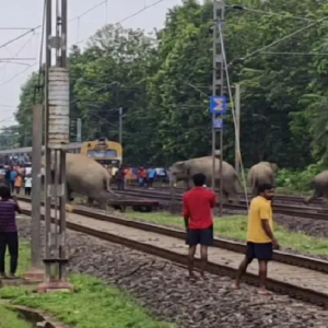 বক্সা জঙ্গলে মানবিক উদ্যোগ, লোকো-পাইলটের তৎপরতায় শাবকসহ হাতির দলকে রক্ষা করল রেল