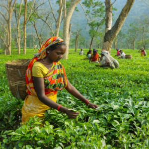আন্তর্জাতিক চা দিবস, ভারতের ৬টি সবচেয়ে দামি চা, যা গুয়াহাটির নিলামে রেকর্ড ভেঙে বিশ্বজুড়ে কোটিপতিদের পছন্দের