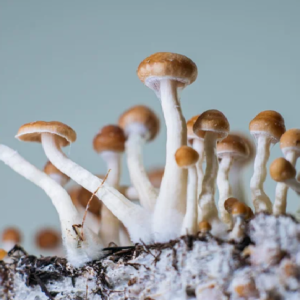 ‘ম্যাজিক মাশরুম’, গভীর অবসাদেও কাজ করছে প্রকৃতির এই ‘জাদু’ অস্ত্র