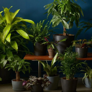 দামী ওষুধ ভুলে যান! স্রেফ গাছের পাতা ও ডালেই লুকিয়ে কঠিন রোগের অব্যর্থ সমাধান, রইল ৭টি ম্যাজিক টিপস