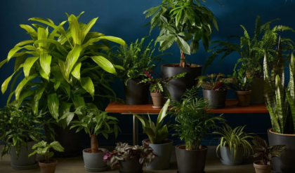 দামী ওষুধ ভুলে যান! স্রেফ গাছের পাতা ও ডালেই লুকিয়ে কঠিন রোগের অব্যর্থ সমাধান, রইল ৭টি ম্যাজিক টিপস