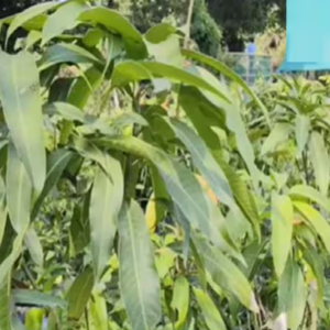 বাড়ির একটুকরো জায়গাতেই হবে ‘সোনার’ মিয়াজাকি আম, জাপানি আমের চারা এবার মুর্শিদাবাদে