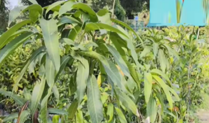 বাড়ির একটুকরো জায়গাতেই হবে ‘সোনার’ মিয়াজাকি আম, জাপানি আমের চারা এবার মুর্শিদাবাদে